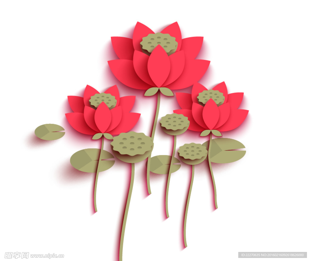 荷花