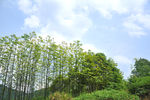 树林