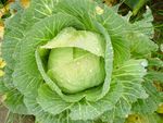 圆白菜