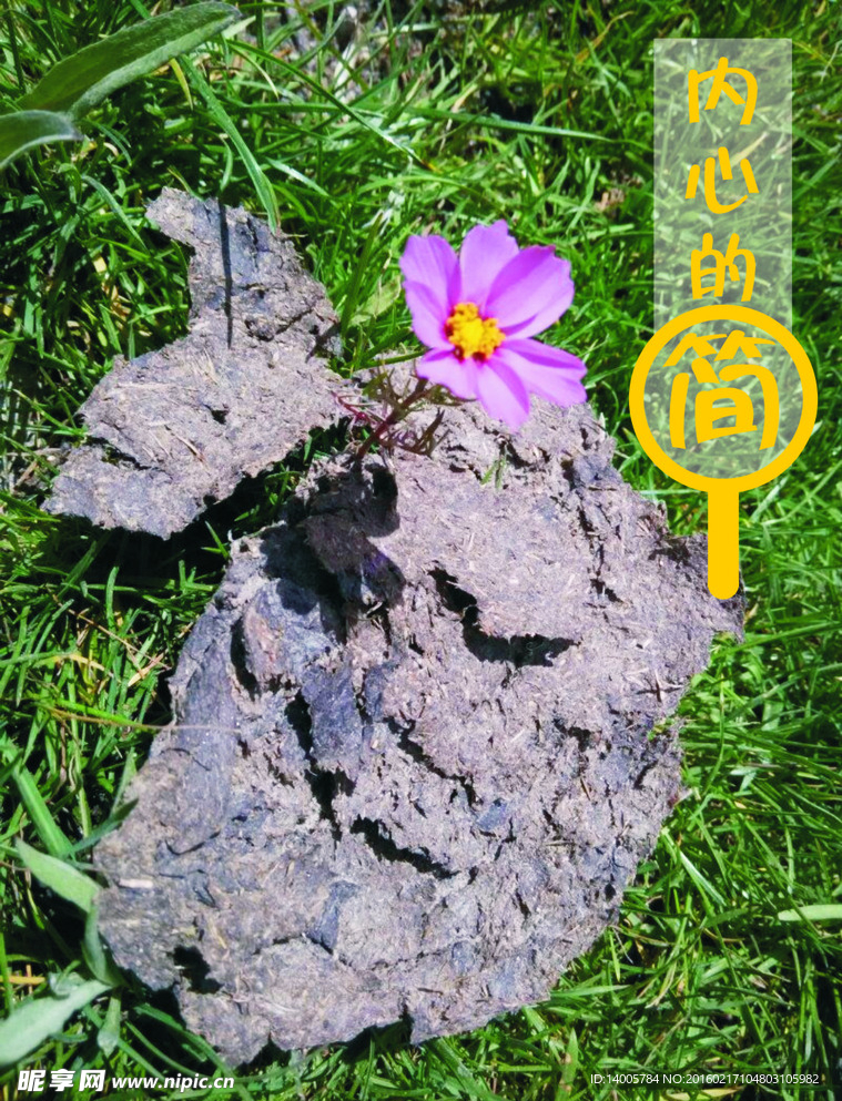 格桑花