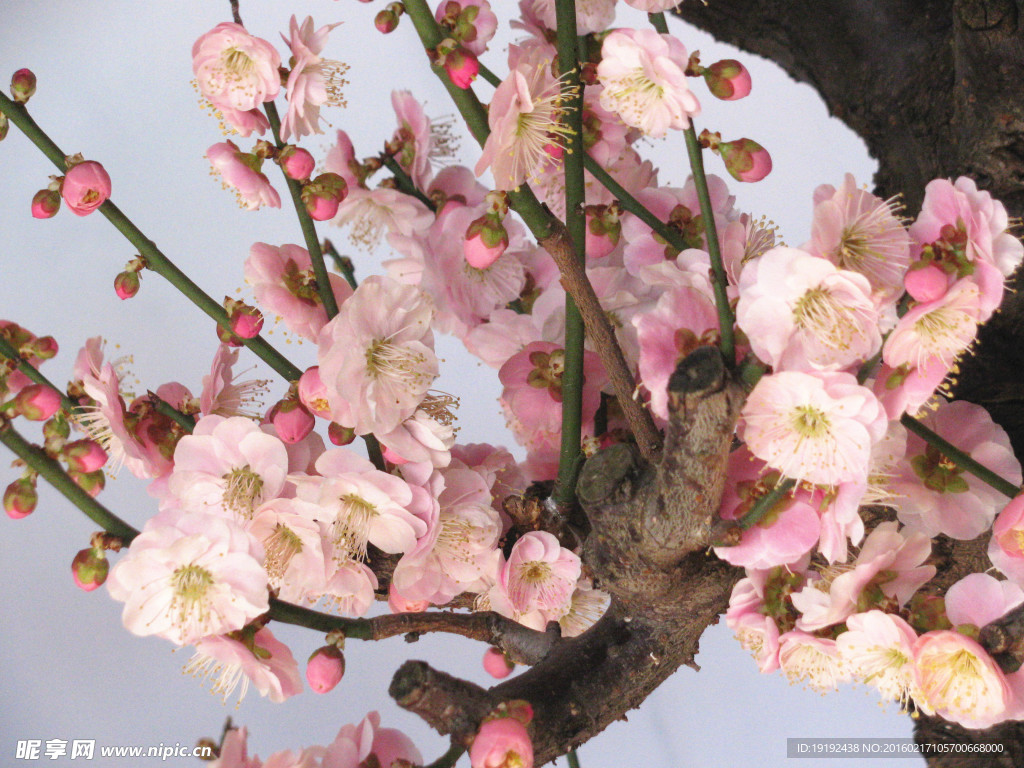 梅花