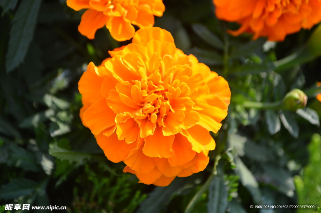 菊花