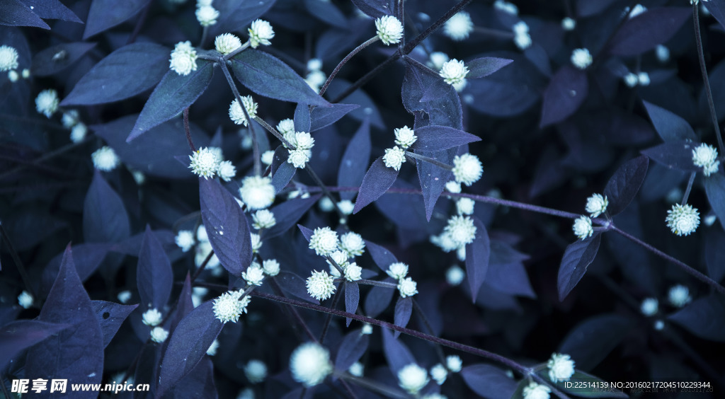 星星花