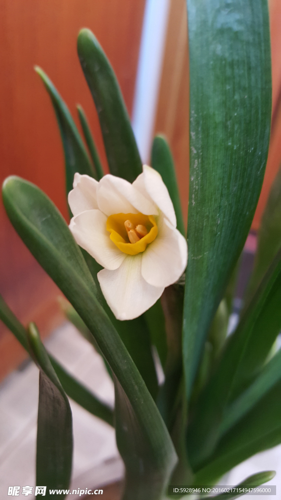水仙花
