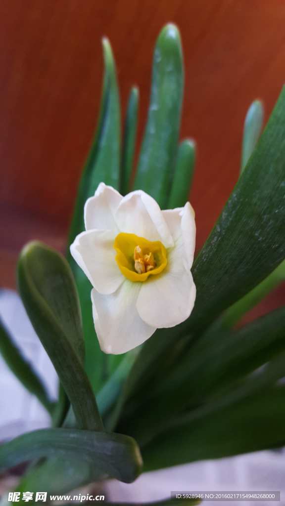 水仙花