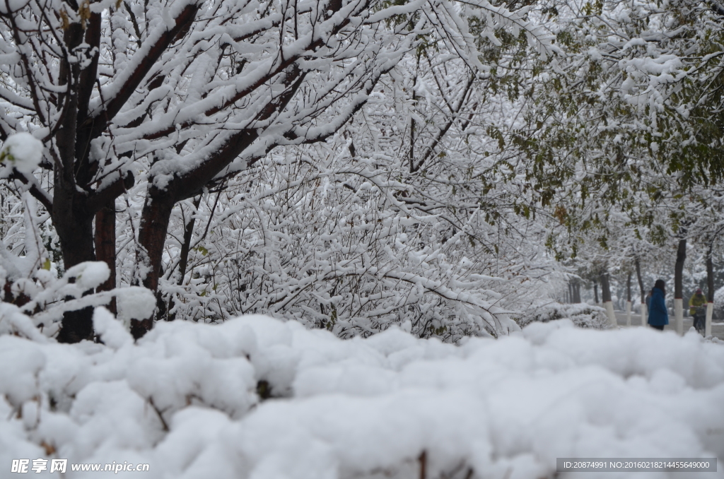 雪景