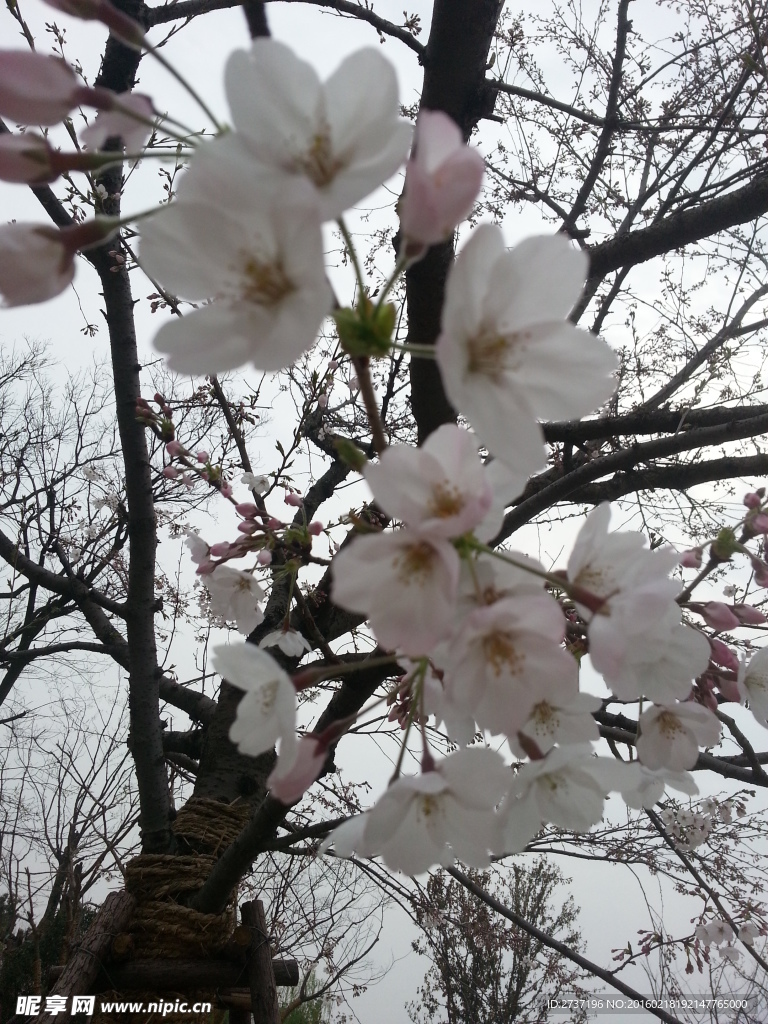 桃花