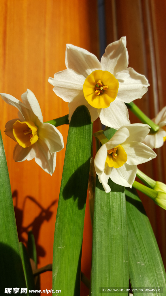 水仙花
