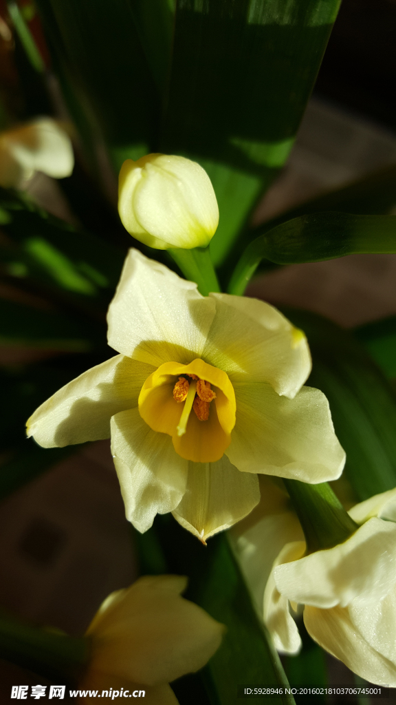 水仙花