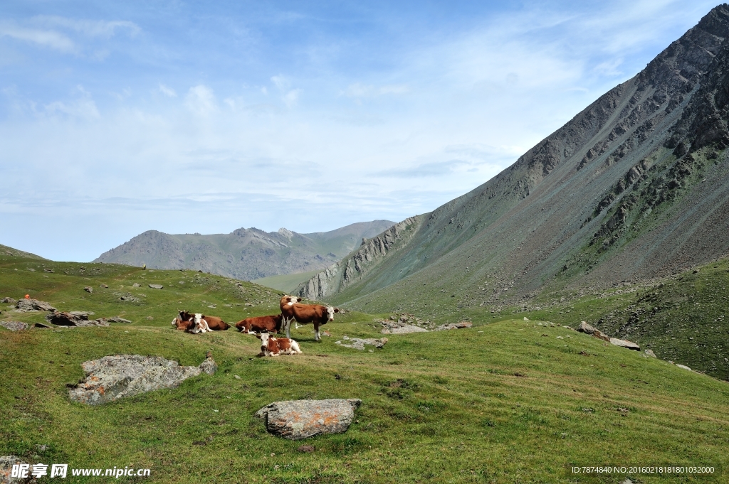 高山牧场