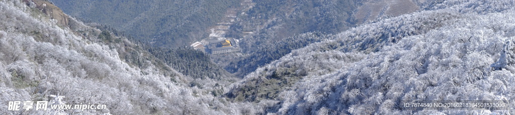 衡山雾松