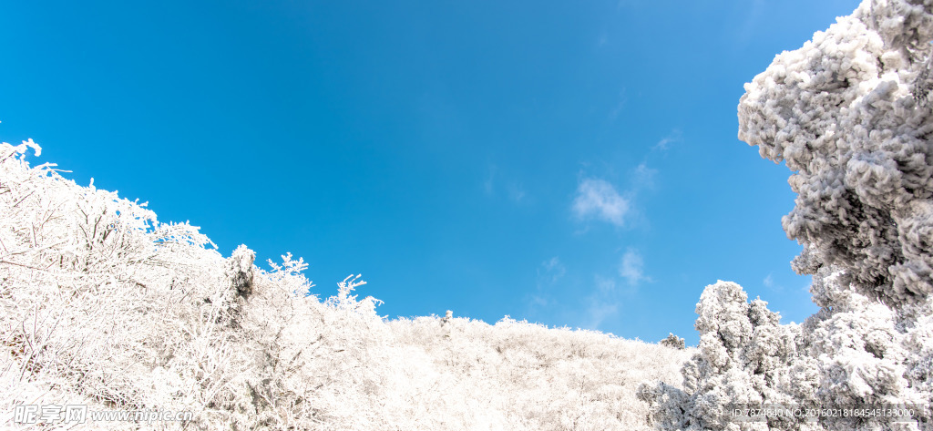 衡山雾松