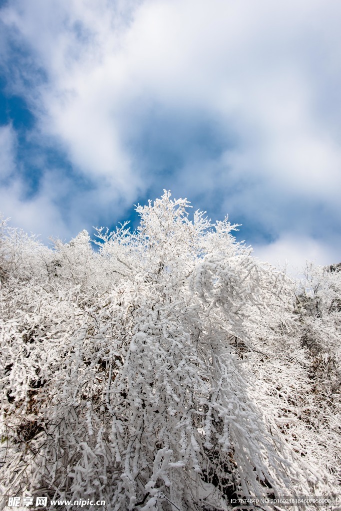 衡山雾松