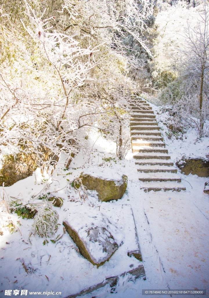 衡山雾松