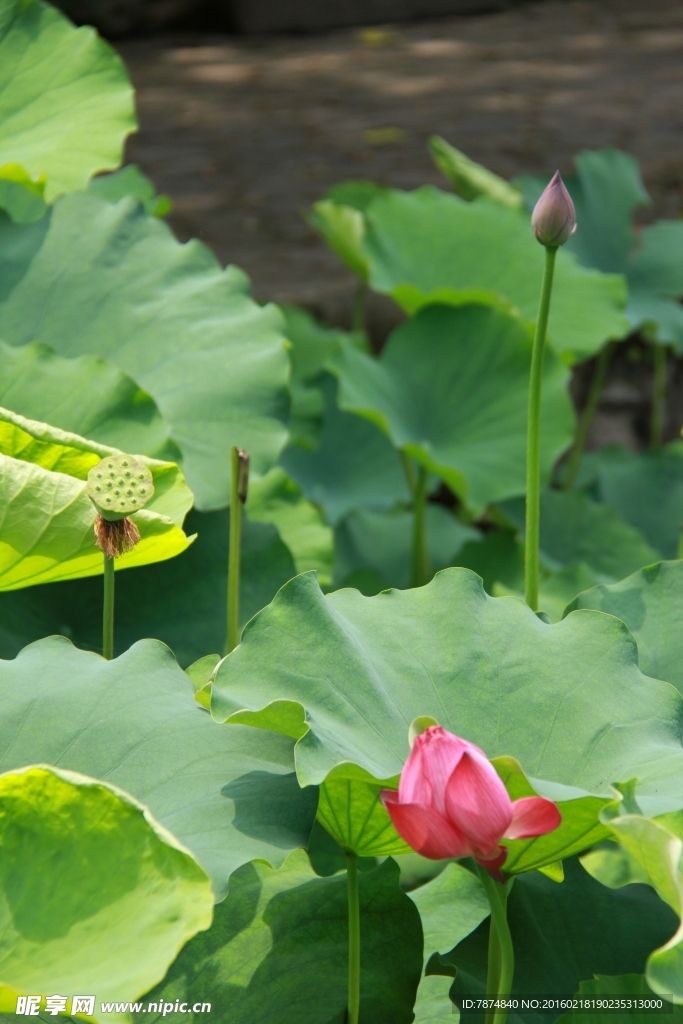 运河公园荷花