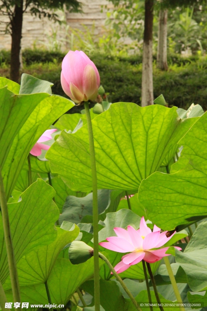 运河公园荷花