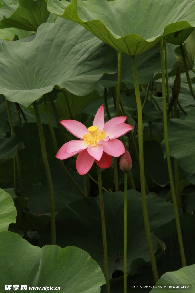 运河公园荷花