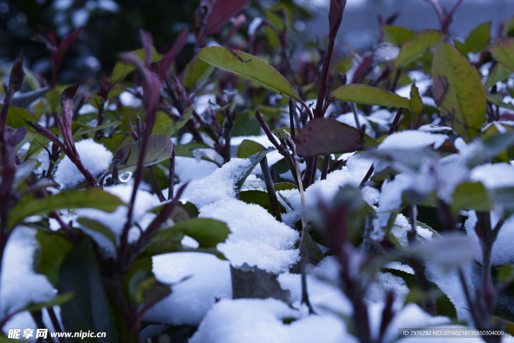 雪
