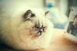 喜马拉雅猫