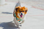 蝴蝶犬