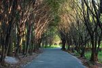 林中小路
