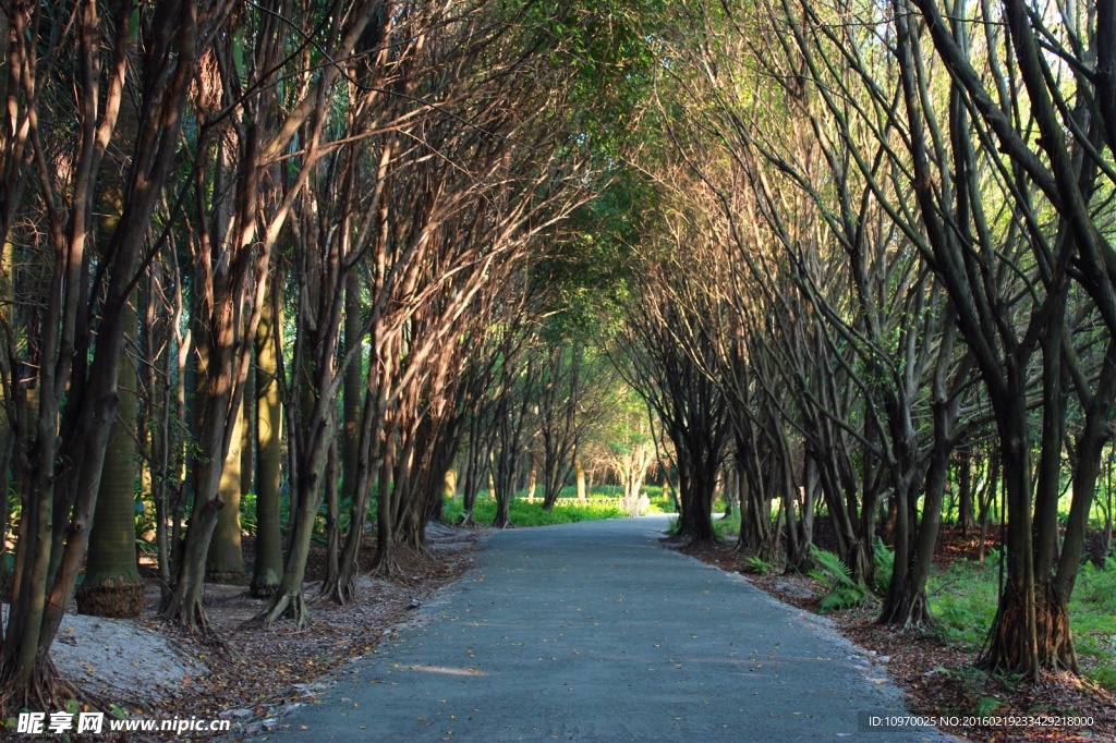 林中小路