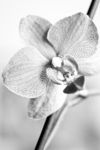 黑白兰花