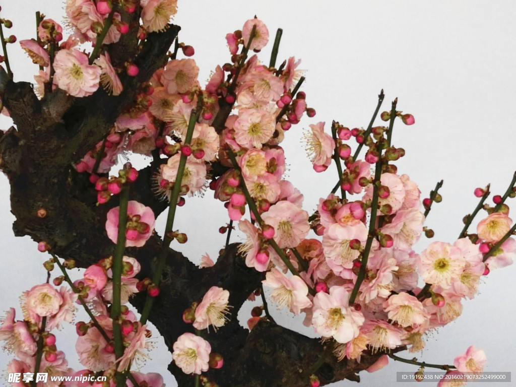 梅花