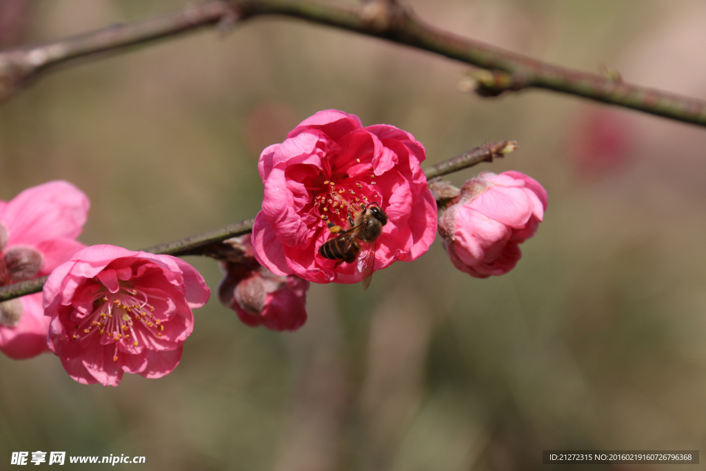 桃花 蜜蜂