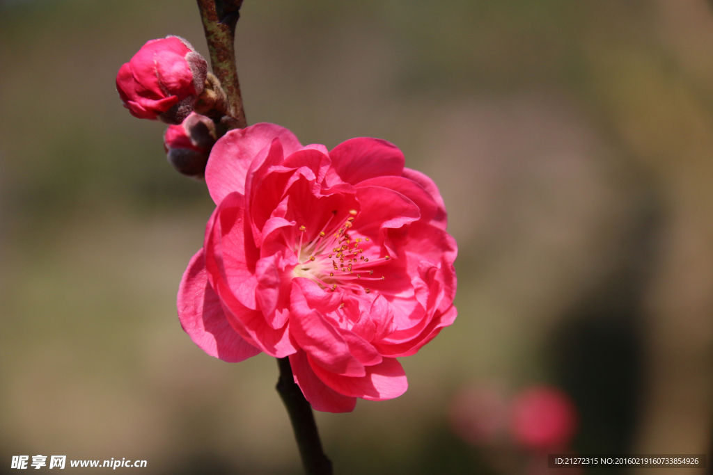 桃花