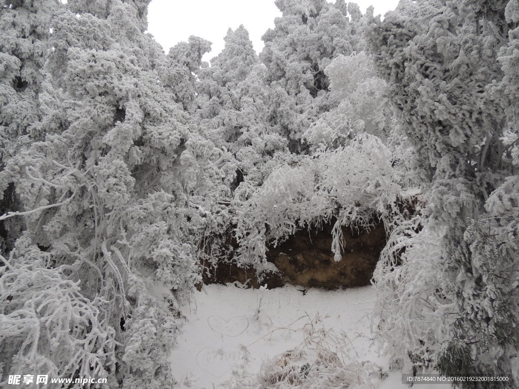 衡山雾松