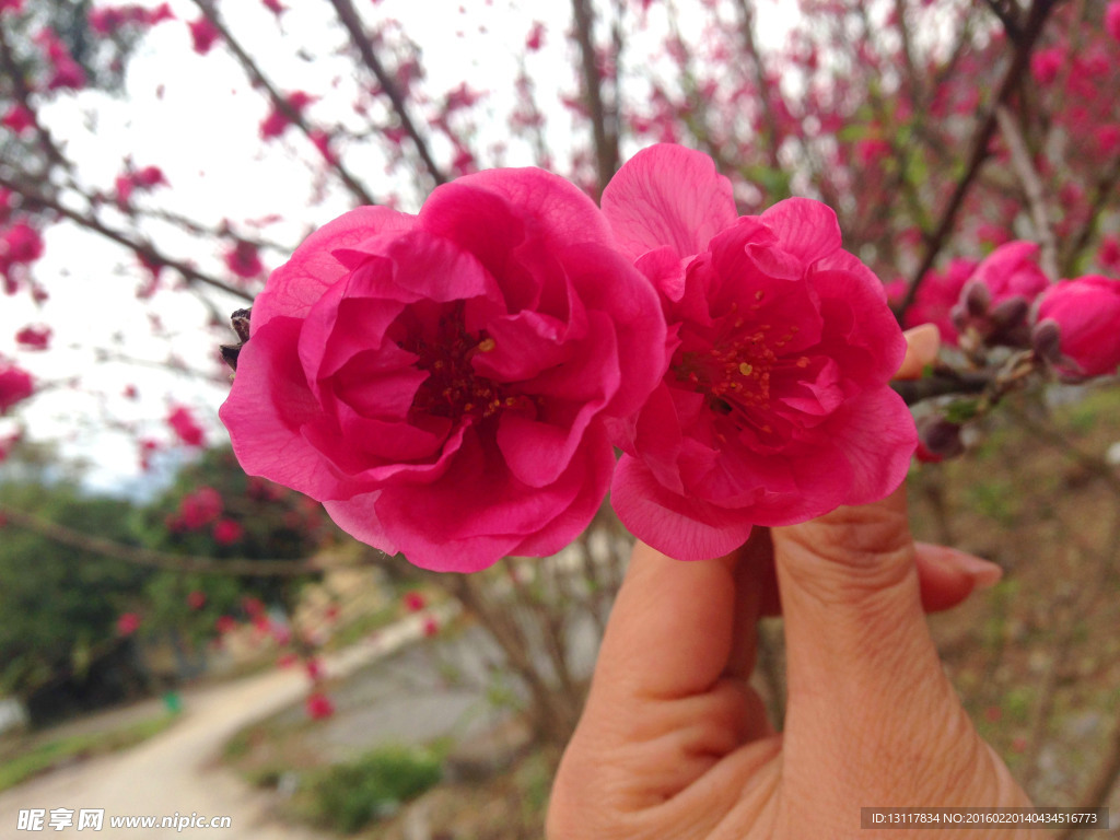 桃花