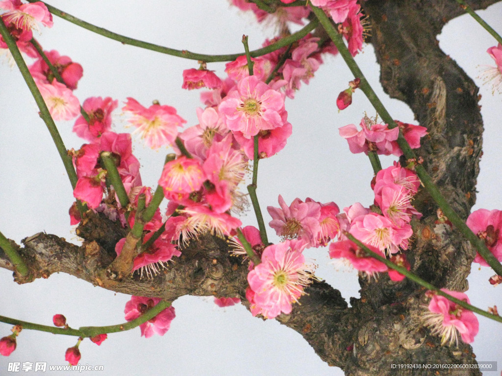 梅花