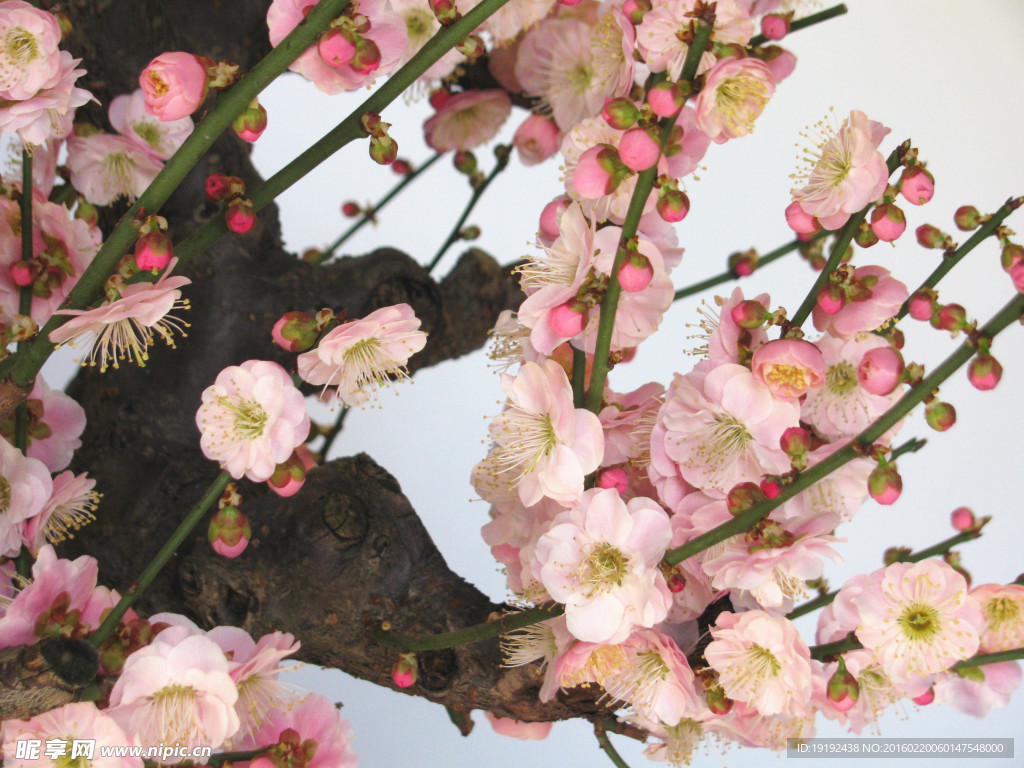 梅花