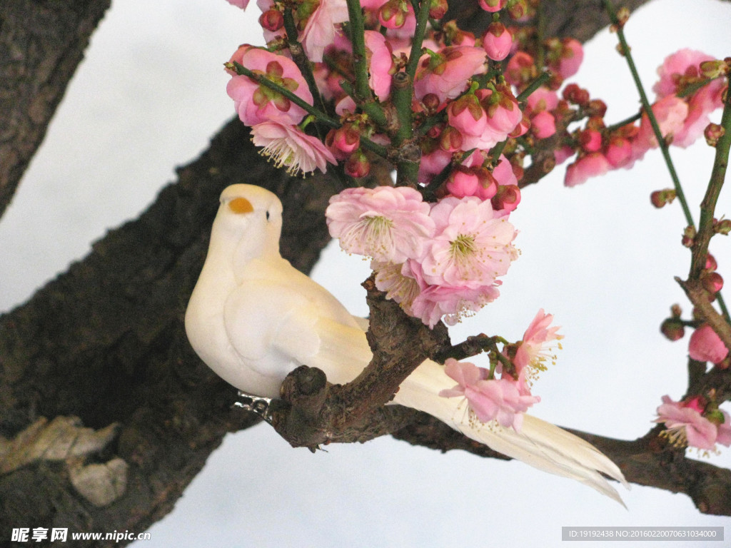 梅花