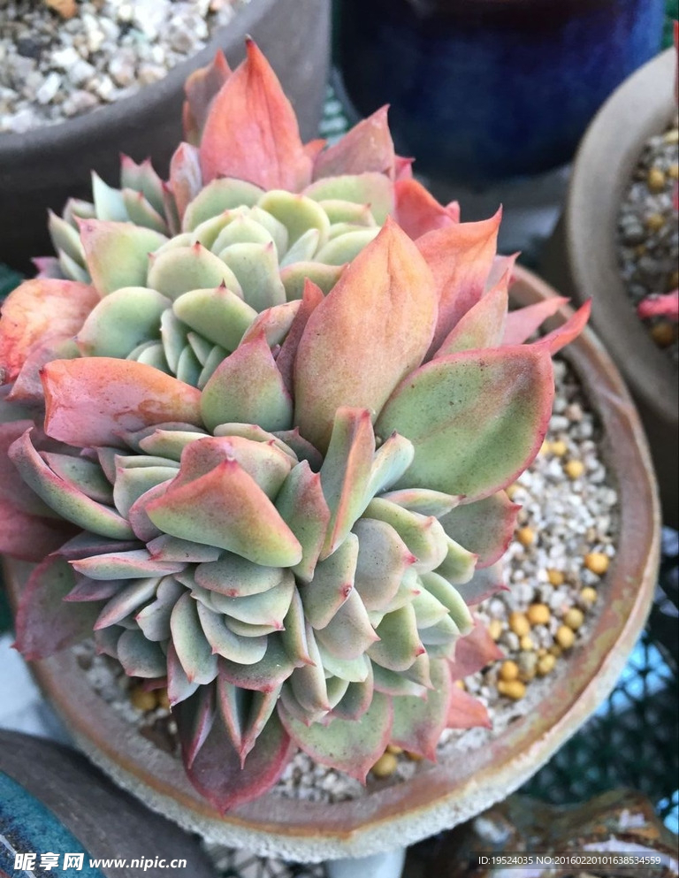 多肉植物绮罗