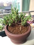 多肉植物冰糕