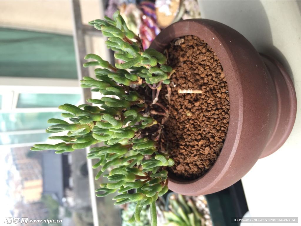 多肉植物冰糕