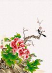牡丹花