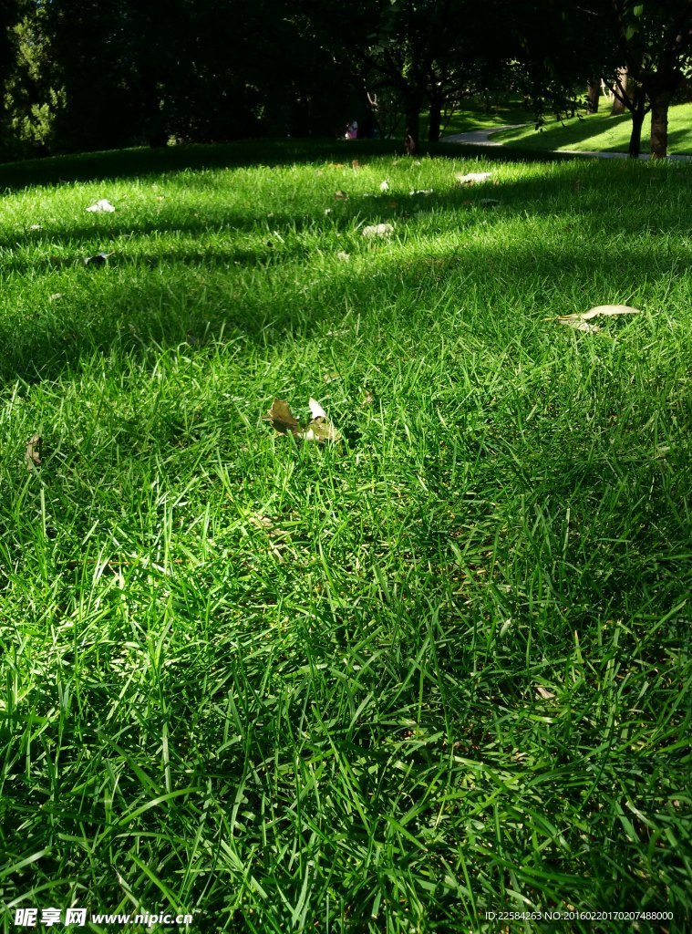 颐和园草地