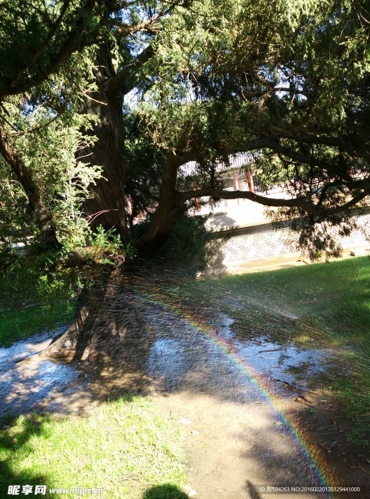颐和园 草坪