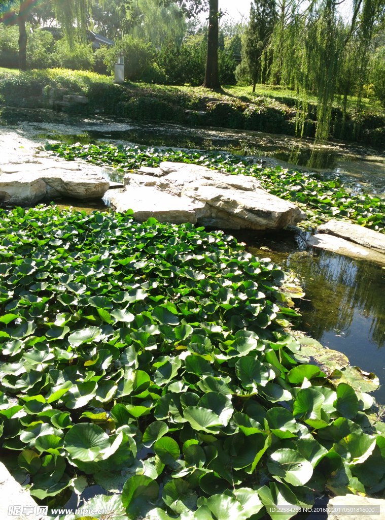 颐和园 莲花池