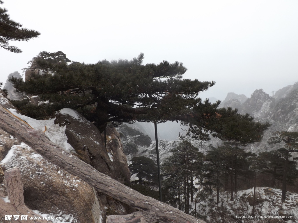 黄山松