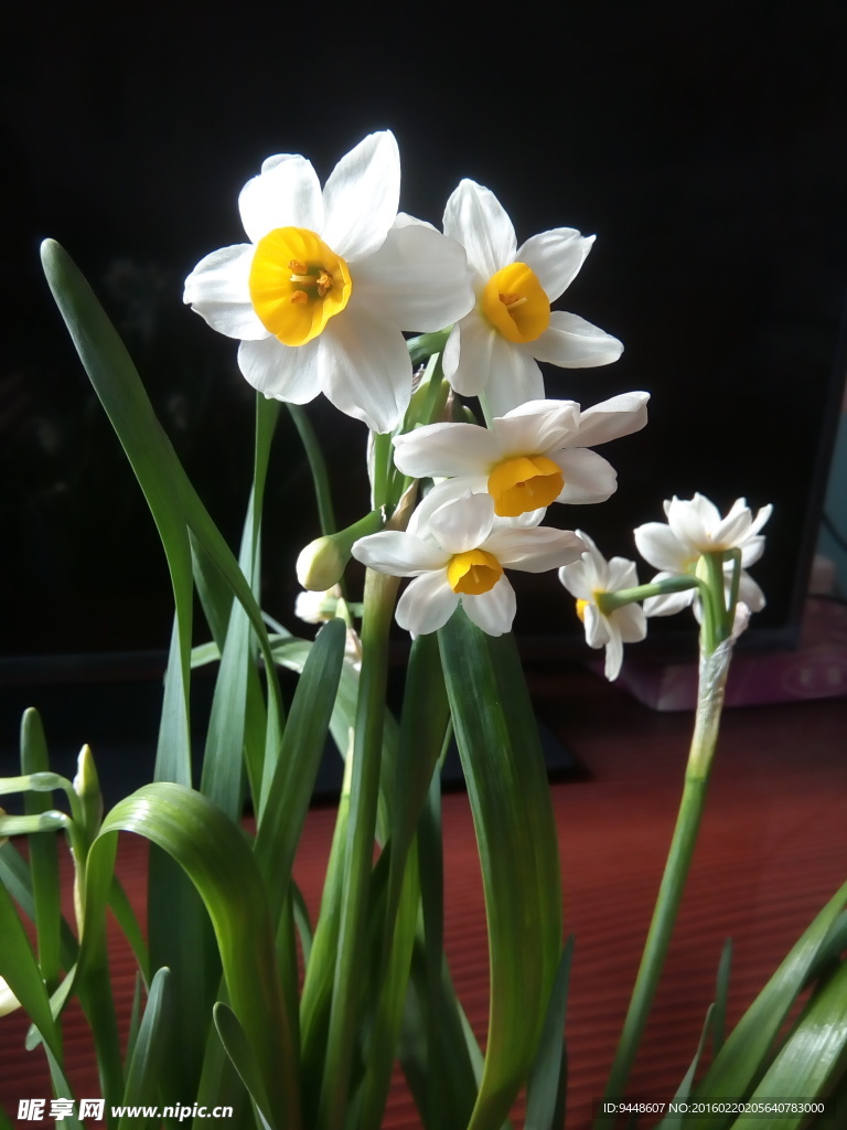 水仙花
