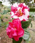 两朵茶花
