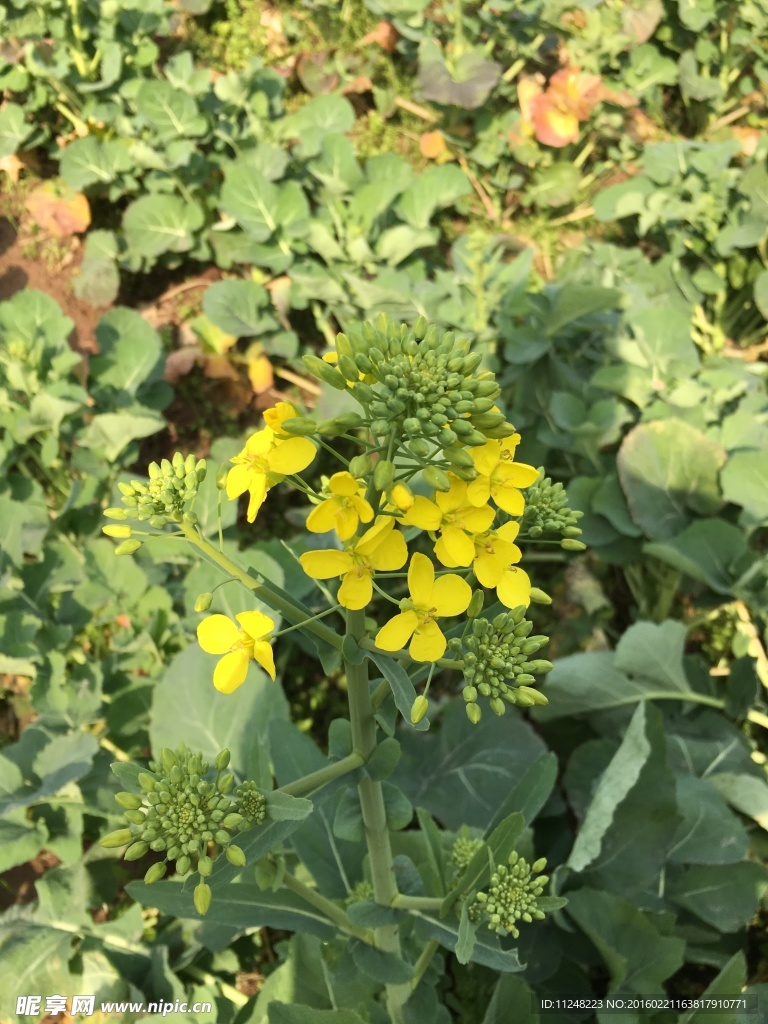 油菜花