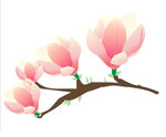 木兰