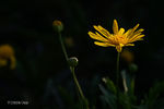 黄菊花
