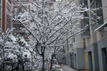 雪景