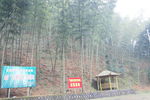 竹林风光 千亩基地